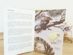 Cottontails Baby Vintage*VINTAGE Ladybird book - Birds and How They Live (1969)