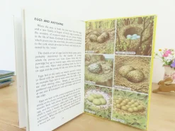 Cottontails Baby Vintage*VINTAGE Ladybird book - Birds and How They Live (1969)